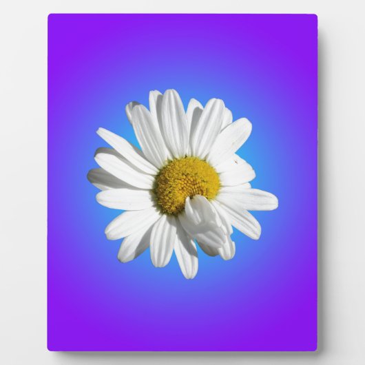 Witte Madelief Bloem Bloemig Paars Blauw Verloop Fotoplaat (Voorkant)
