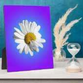 Witte Madelief Bloem Bloemig Paars Blauw Verloop Fotoplaat (Zijkant)