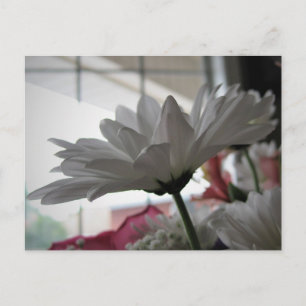 Witte Madelief Originale Bloemenfotografie Briefkaart