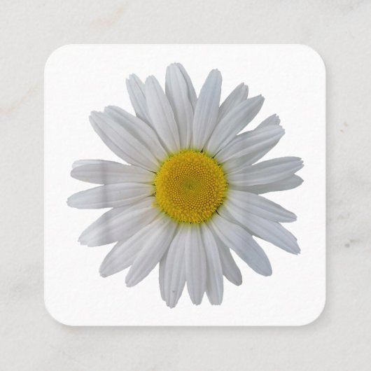 Witte madeliefje bloem, bloeiende madeliefje, bloe vierkante visitekaartje (Achterkant)