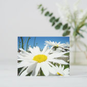 Witte Madeliefjes Bloemen Tuin ansichtkaarten Blau Briefkaart (Staand voorkant)