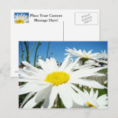 Witte Madeliefjes Bloemen Tuin ansichtkaarten Blau Briefkaart (Voorkant / Achterkant)