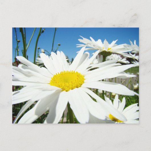 Witte Madeliefjes Bloemen Tuin ansichtkaarten Blau Briefkaart (Voorkant)