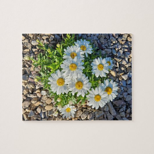 Witte madeliefjes groeien in grind legpuzzel (Horizontaal)