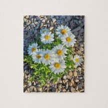 Witte madeliefjes groeien in grind