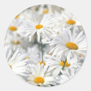 Witte Madeliefjes Ronde Sticker
