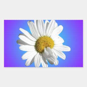 Witte Madeliefjesbloem Bloemig Paarsblauw Verloop Rechthoekige Sticker