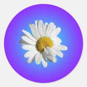 Witte Madeliefjesbloem Bloemig Paarsblauw Verloop Ronde Sticker