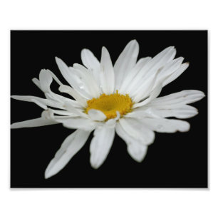 Witte Madeliefjesbloem Regendruppel 8x10 Foto Afdruk
