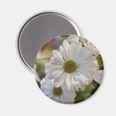 Witte Madeliefjesmagneet Magneet (Voorkant / Achterkant)