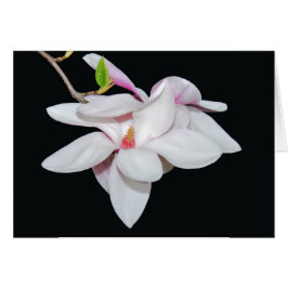 Witte Magnolia