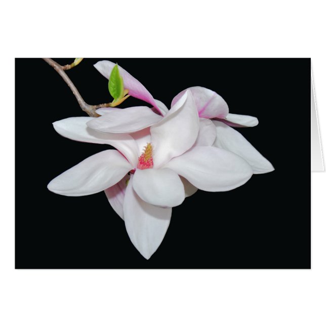 Witte Magnolia (Voorkant Horizontaal)