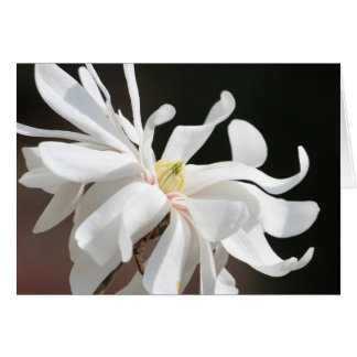 Witte magnolia