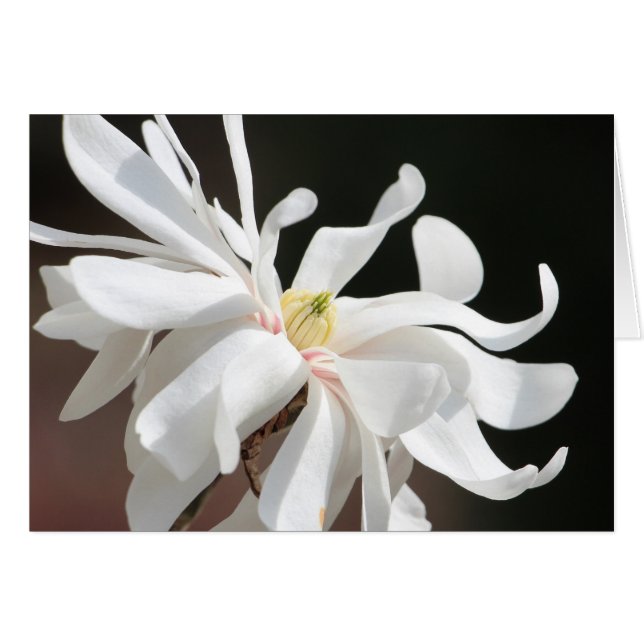 Witte magnolia (Voorkant Horizontaal)