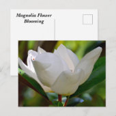 Witte Magnolia bloei Briefkaart (Voorkant / Achterkant)