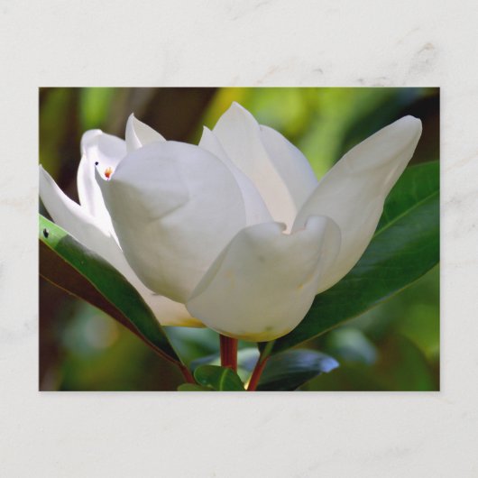Witte Magnolia bloei Briefkaart (Voorkant)