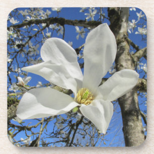 Witte Magnolia Bloem in Boom. Bier Onderzetter