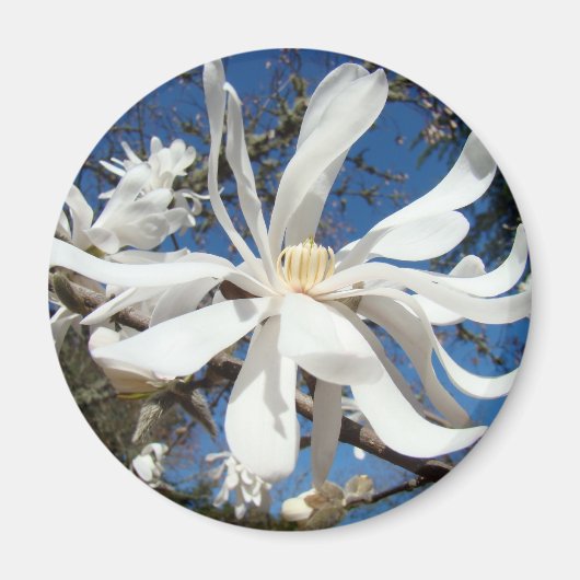 Witte Magnolia Bloem magneten Boom Bloesems (Voorkant)