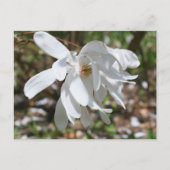 Witte Magnolia Bloem Persoonlijk Briefkaart (Voorkant)