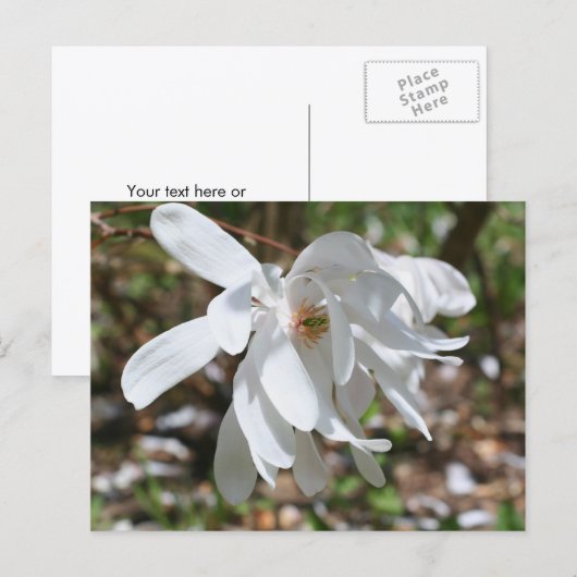 Witte Magnolia Bloem Persoonlijk Briefkaart (Voorkant / Achterkant)