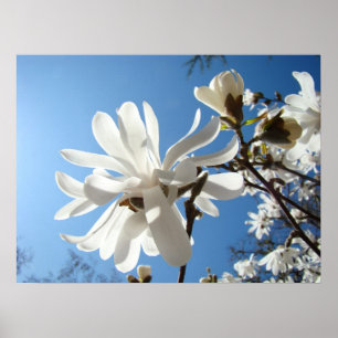 Witte Magnolia Bloemen Lente Fijne Kunst Prints