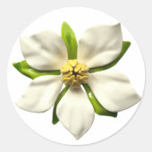 Witte Magnolia Bloesem Bloem Lente Bruiloft Ronde Sticker (Voorkant)