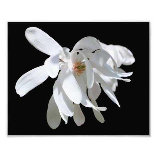 Witte Magnolia Bloesem Bloesem Close Up 8x10 Foto Afdruk (Voorkant)