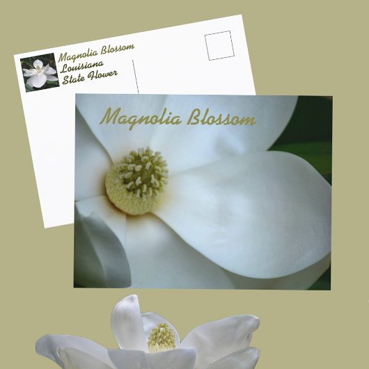 Witte Magnolia Bloesem Fotografisch Briefkaart
