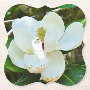 Witte Magnolia Bloesem Kartonnen Onderzetters