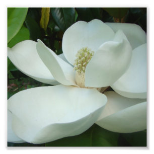 witte magnolia bloom grote bladen foto afdruk