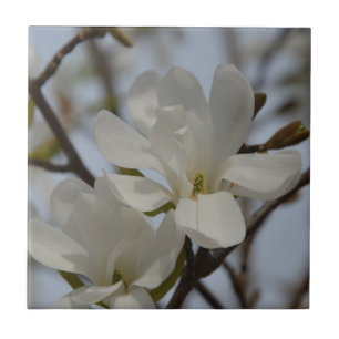 Witte Magnolia Blooming in de lente Tegeltje