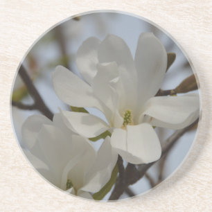 Witte Magnolia Blooming in de lente Zandsteen Onderzetter