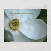 Witte Magnolia Blossom Fotografisch Briefkaart (Voorkant)