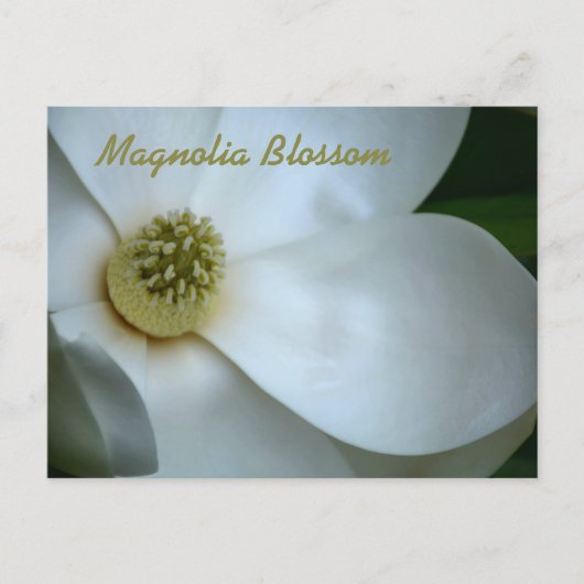 Witte Magnolia Blossom Fotografisch Briefkaart (Voorkant)