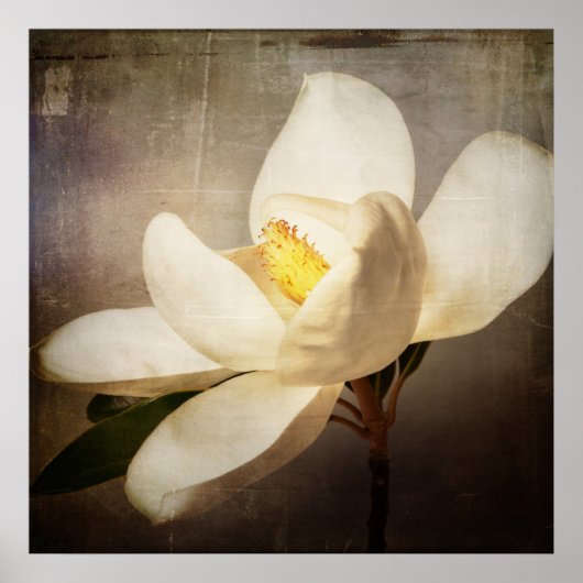  witte magnolia Boom Vloerbruin perkament Poster (Voorkant)
