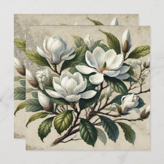  Witte Magnolia Botanisch (Voorkant / Achterkant)