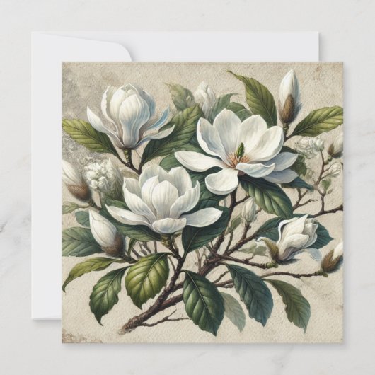  Witte Magnolia Botanisch (Voorkant)