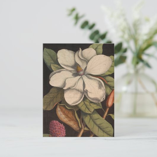 witte Magnolia Botanische illustratie Briefkaart (Staand voorkant)