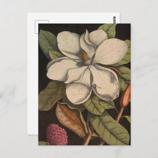 witte Magnolia Botanische illustratie Briefkaart (Voorkant / Achterkant)