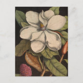  witte Magnolia Botanische illustratie Briefkaart (Voorkant)