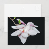 Witte Magnolia Briefkaart (Voorkant / Achterkant)