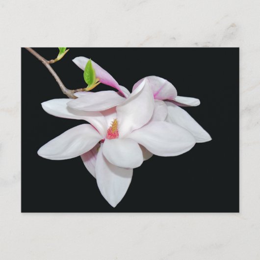 Witte Magnolia Briefkaart (Voorkant)