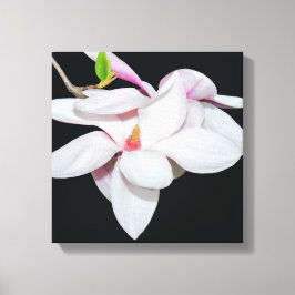 Witte Magnolia Canvas Afdruk