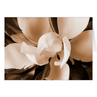 Witte Magnolia Flower Black Achtergrond