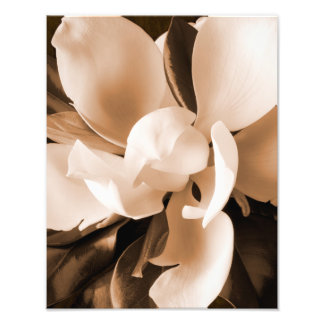 Witte Magnolia Flower Black Achtergrond Foto Afdruk