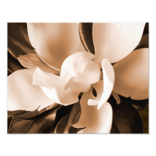 Witte Magnolia Flower Black Achtergrond Foto Afdruk