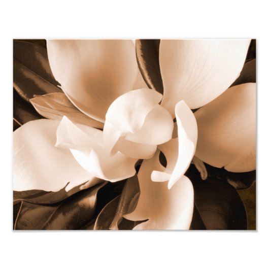 Witte Magnolia Flower Black Achtergrond Foto Afdruk (Voorkant)