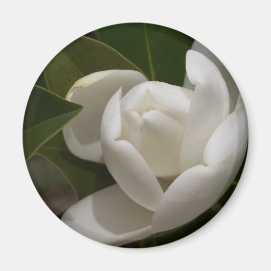 witte magnolia flower buis magneet (Voorkant)