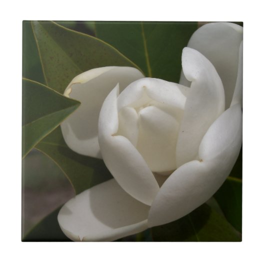 witte magnolia flower buis tegeltje (Voorkant)