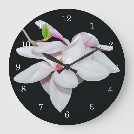 Witte Magnolia Grote Klok (Voorkant)